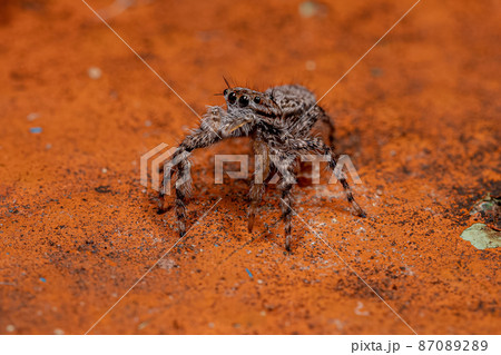 small female jumping spider 87089289
