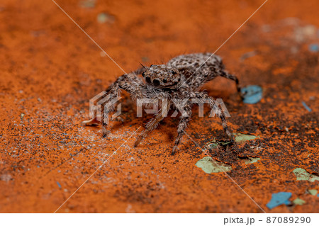 small female jumping spider 87089290