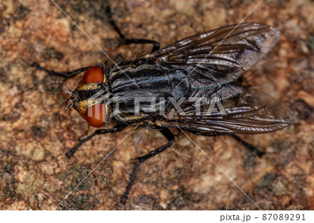 Adult Flesh Fly Adult Flesh Fly 87089291