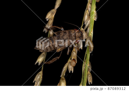 Sharpshooter Insect Molt Sharpshooter Insect Molt 87089312
