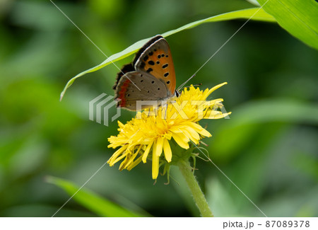 タンポポの蜜を食べるチョウ 87089378
