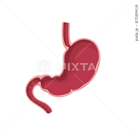 Stomach vector illustration Stomach vector illustration 87089416