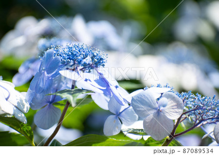 陽を浴びて美しく咲く紫陽花 87089534