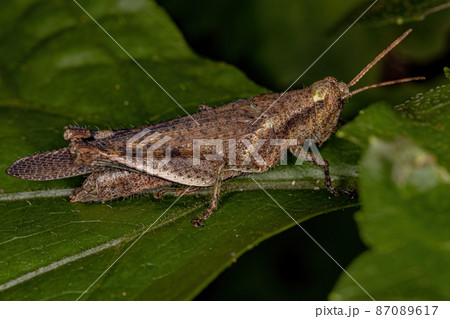 Adult Short-horned Grasshopper Adult Short-horned Grasshopper 87089617