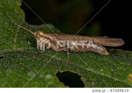 Adult Short-horned Grasshopper Adult Short-horned Grasshopper 87089619