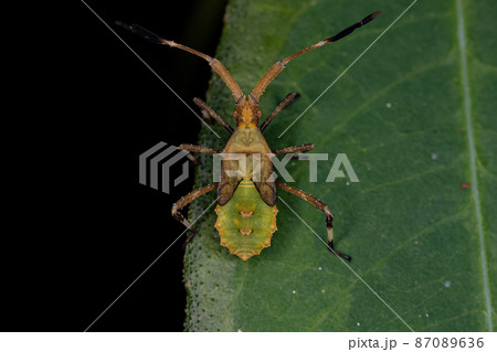 Leaf-footed Bug Nymph 87089636