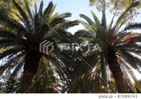 Beautiful palm garden in Carthage, Tunisia 87089743