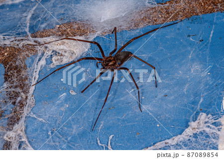 Adult Recluse Spider Adult Recluse Spider 87089854