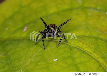 Small Jumping spider 87089866