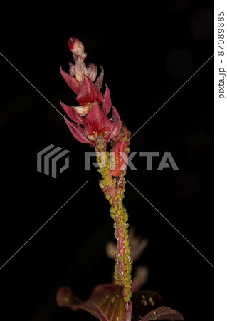Group of small green aphids 87089885