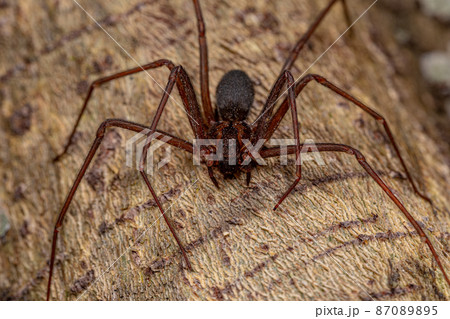 Adult Recluse Spider Adult Recluse Spider 87089895