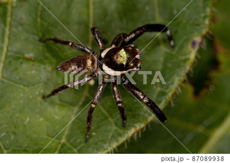 Small Male Jumping Spider 87089938