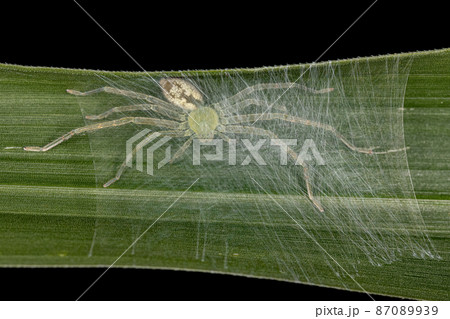 Green Huntsman Spider 87089939