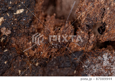 juvenile Gonyleptid Harvestmen juvenile Gonyleptid Harvestmen 87089944