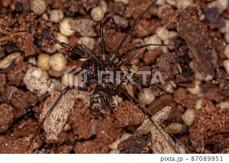 juvenile Gonyleptid Harvestmen juvenile Gonyleptid Harvestmen 87089951