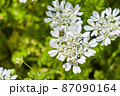 オルレアとコアオハナムグリ 87090164