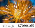 ガザニア 87090165