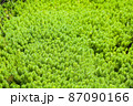 オオフサモ 87090166