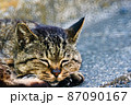 眠り猫 87090167