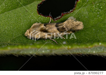 Small Adult Moth Small Adult Moth 87090277