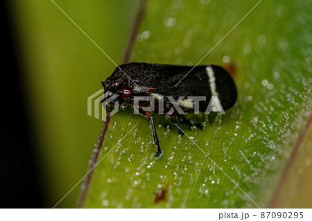 Adult Black Froghopper 87090295
