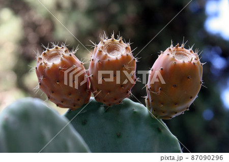 Opuntia with ripe fruits 87090296
