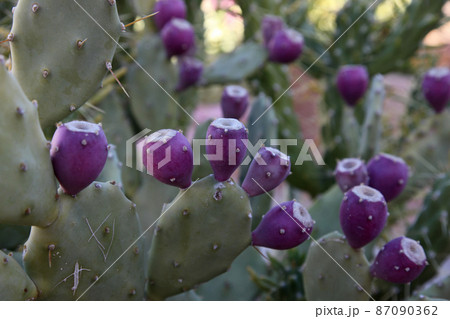 Opuntia with ripe fruits Opuntia with ripe fruits 87090362