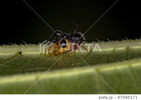Adult Ant-mimicking Treehopper Adult Ant-mimicking Treehopper 87090371
