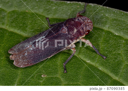 Adult Typical Leafhopper Adult Typical Leafhopper 87090385