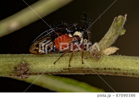 Adult Treehopper Insect 87090386