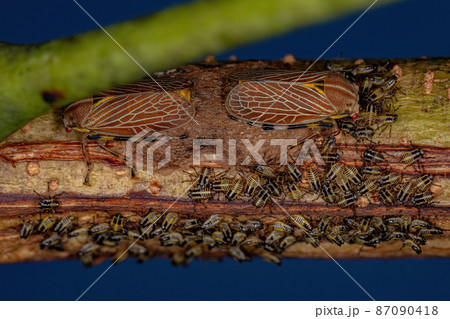 Adult Aetalionid Treehoppers Adult Aetalionid Treehoppers 87090418