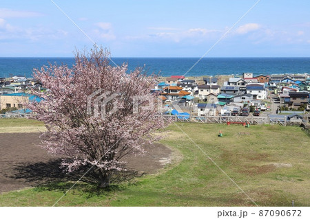 北海道　森　ハマナス台場公園の桜と砂原の街並み 87090672