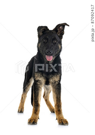 young german shepherd 87092417