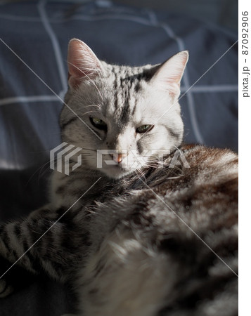 cute young handsome AMERICAN SHORT HAIR breed kitty grey and black stripes home cat portraits relaxing in a bedroom with blur indoor environment background. 87092906