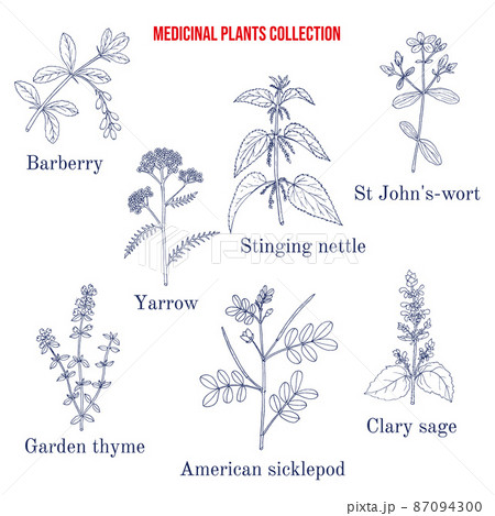 Set of different medicinal plants Set of different medicinal plants 87094300