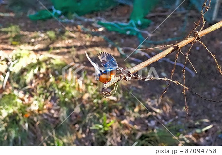 カワセミ　ダイブ 87094758