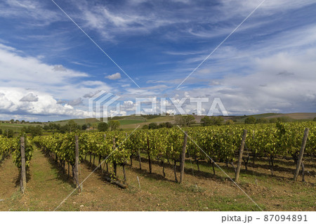 Typical Tuscan landscape with vineyard near Montalcino, Tuscany, Italy Typical Tuscan landscape with vineyard near Montalcino, Tuscany, Italy 87094891