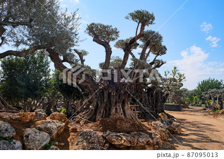 Old bizarre olive trees in moshav Zimrat Old bizarre olive trees in moshav Zimrat 87095013