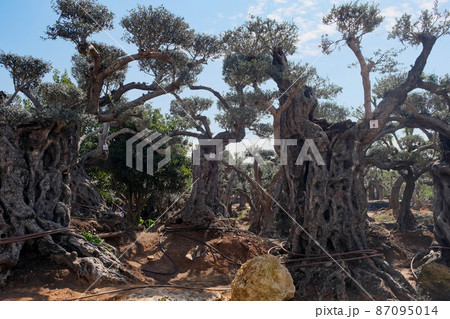 Old bizarre olive trees in moshav Zimrat Old bizarre olive trees in moshav Zimrat 87095014