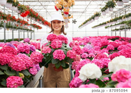 Front view portrait of smiling attractive young woman in white shirt and beige apron holding beautiful pink hydrangea in modern large greenhouse. Concept of preparation for sale. Front view portrait of smiling attractive young woman in white shirt and beige apron holding beautiful pink hydrangea in modern large greenhouse. Concept of preparation for sale. 87095094