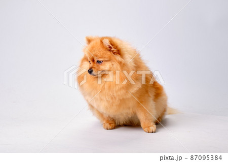 Pomeranian sits and looks away on a light background Pomeranian sits and looks away on a light background 87095384