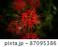 可憐に咲く一輪の曼殊沙華 87095386