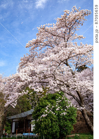 滑川の神社に斜めに立つ満開の桜から青空に飛び出す花びらが舞う 87095659