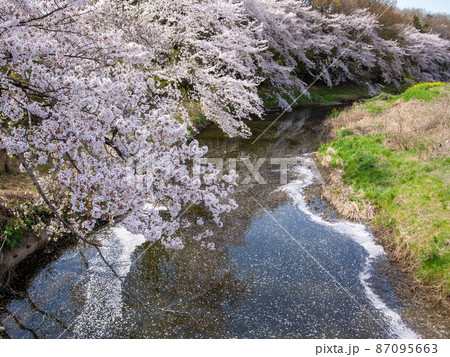 河川に垂れる満開に咲く桜の並木と川の水の上を散って舞った花びら 87095663