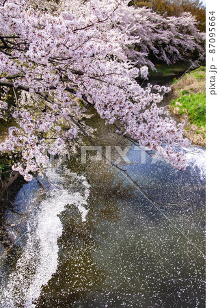 河川に垂れる満開に咲く桜の並木と川の水の上を散って舞った花びら 87095664