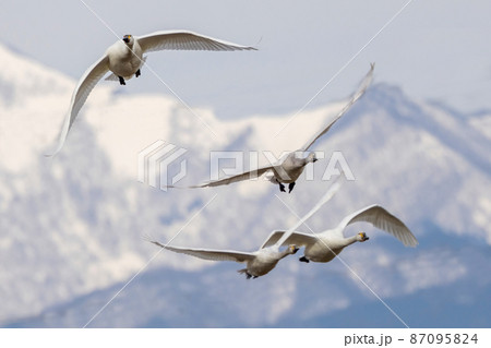 山並みを背景に飛翔する白鳥 87095824