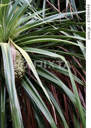 沖縄県宮古島　海岸のアダンの葉　果実 87096448