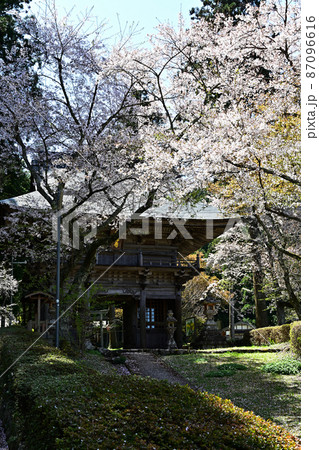 文保寺の桜 文保寺の桜 87096616
