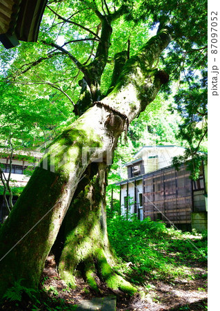 栃尾又温泉　子持ち杉と薬師堂（新潟県） 87097052