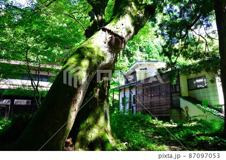 栃尾又温泉　子持ち杉と薬師堂（新潟県） 87097053